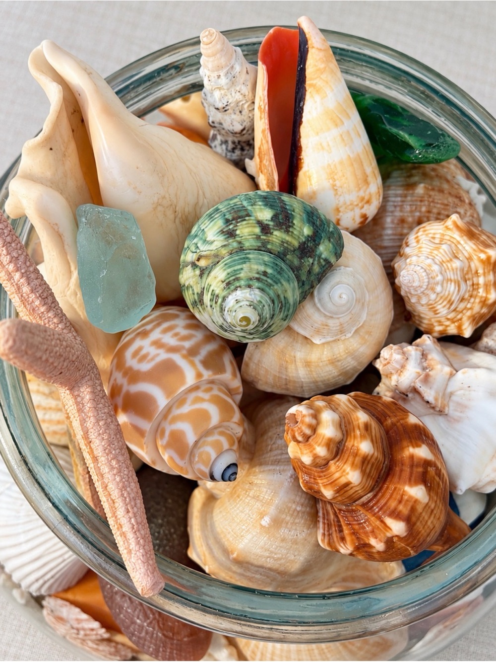 SeaShell Coastal Treasures - Picture 3 of 10